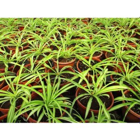 Resim Kurdele Çiçeği 2 Adet - Bonsai Saksısında Ofis Salon Bitkisi 