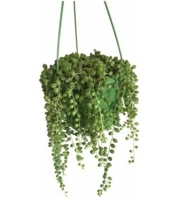 Resim Tesbih Çiçeği Bezelye Kolyesi - Askılı Saksıda 2 Adet 