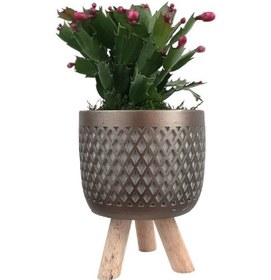 Resim Ayaklı Gold Saksıda Pembe Yılbaşı Çiçeği 