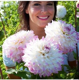 Resim Xxl Dev Çiçekli Ice Hapet Blue Eyes Dahlia Yıldız Çiçeği Soğanı Yumrusu 1 Adet 