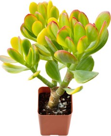 Resim serada decor & plant Crassula Ovata Sunset -(15-25Cm) Ev & Ofis İçin Saksılı Canlı Sukulent 
