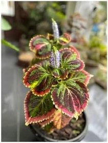 Resim Kolyos Yaprak Güzeli Çiçeği 1 Adet 10-20Cm Saksılı, GDB140624NA17 