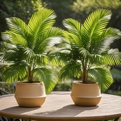 Resim 2 Parça 127 cm Ekstra Büyük Yapay Tropikal Palmiye Ağaçları Seti - Canlı Yeşil Yapraklar, Dayanıklı Plastik İç/Dış Mekan Dekoru için Noel, Şükran Günü, Anneler Günü, Mezuniyet, Palm Pazarı | Sulama Gerektirmez, Bakım Gereksiz Ev Bahçe Süslemesi, Yoğun Yapraklı, Sağlam Yapı, Taşınabilir Düzenleme - Saksı Gerekmez 