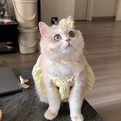 Resim Nefes Alabilen Yazlık Kedi Elbisesi - Siyam ve İpek Kediler İçin Hafif Kolsuz Tasarım, Çiçek Detayları, Makinede Yıkanabilir, İç/Dış Mekan Oyunları İçin Mükemmel, İç Mekan Kedi Kıyafeti, Oyun Sever Kedi Tasarımı, Rahat Uygunluk 