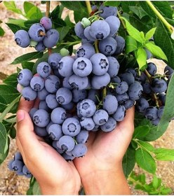 Resim Tüplü Yaban Mersini Blue Berry Fidanı 