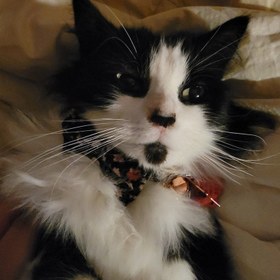 Resim Cat Collar Velvet Cat Collar with Bell 015263 - Fuchsia Bow Tie / L 