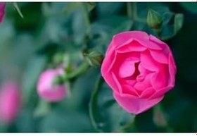 Resim Bulgar Gülü Pembe Çiçeği Fidanı, SRDQ105 