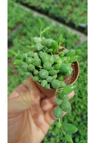 Resim DOĞA BAHÇESİ Sarkık Yapılı 5.5 cm Tesbih Çiçeği 