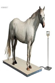 Resim ÇORAK Canlı AT Baskülü 200x100 CM 2 Ton 