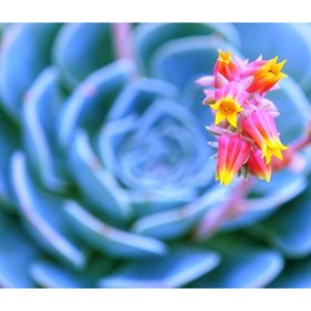 Resim serada decor & plant Dev Boy Xxl Echeveria Glauca (AŞKIN GÖZYAŞI) Sukulent Bitki 