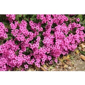 Resim 2 Adet Oxalis İros Cross Çiçeği Soğanı 