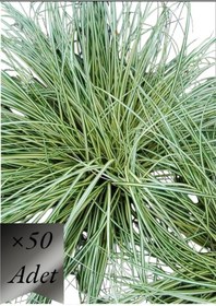 Resim Alacalı Sarkık Carex Bitkisi x 50 ad 