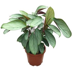 Resim Ctenanthe Setosa 'silver Star' Dua Çiçeği 