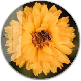 Resim Çiçek Yuvarlak Cam Tablo 4mm Dayanıklı Temperli Cam 