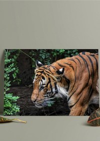 Resim Metal Baskı Kaplan Sanatsal Duvar Tablosu 