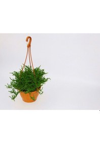 Resim Crassula Muscosa Sukulent - Askılı Saksıda 