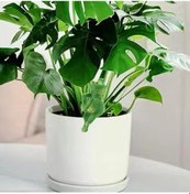 Resim Trendooze Sevimli Kurbağa Figür Saksı, Avlu Çiftlik Evi Renkli, Boyutlu, Çocuk İçin Yenilikçi 