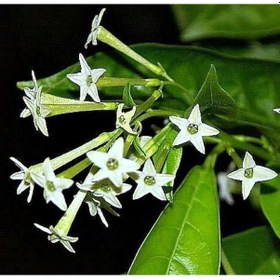 Resim Melisa Çiçeği Cestrum Nocturnum 10 Adet 
