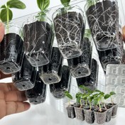 Resim 72 Tohumluk Tepsiler ve Nefes Delikleri, İç ve Dış Mekan Ekimi İçin Uygun - Sebzeler, Çiçekler ve Otlar İçin Uygun - Yeniden Kullanılabilir Plastik Tohum Kapları 