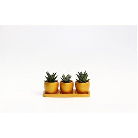 Resim TRİO ORANGE HEDİYELİK SUKULENT SETİ - Haworthia, Gasteria 