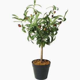 Resim Saksılı Zeytin Ağacı 40X30X66cm 