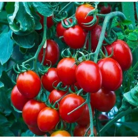 Resim Herliom Red Cherry Domates Tohumu 15 Tohum 