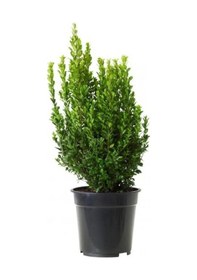 Resim Şimşir Fidesi Fidanı 5 Adet 20-30 Cm Buxus Sempervirens 