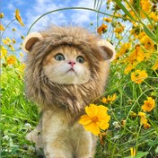 Resim TONG Kedi Kostümü Aslan Yelesi Kedi Peruk Şapka Cosplay Giysileri Bere Giydirme Yavru Kedi Cadılar Bayramı Noel Aslan Kedi 