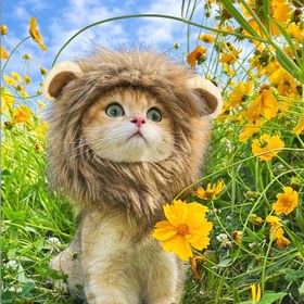 Resim TONG Kedi Kostümü Aslan Yelesi Kedi Peruk Şapka Cosplay Giysileri Bere Giydirme Yavru Kedi Cadılar Bayramı Noel Aslan Kedi 