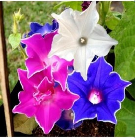 Resim Dev Çiçekli İpomea Nil Kikyo Zaki Mixed Japon Gündüz Sefası Çiçeğ 