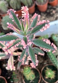 Resim Özel Tür Pembe Renk Aşkın Gözyaşı Çiçeği 1 Adet Saksılı 