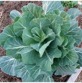 Resim Doğal Morris Kara Lahana Tohumu 100 Tohum 1 Set 