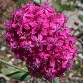 Resim Koyu Pembe Silene Çiçeği(Nakil Çiçeği) Tohumu(1000 tohum) 