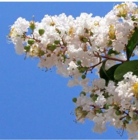 Resim 3 Yaş Beyaz Oya Ağacı 