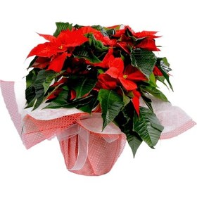 Resim Atatürk Çiçeği Ponsetya 