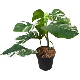 Resim Monstera Deliciosa 'Albo Variegata' (Deve Tabanı) Ø17 CM Y45-50 CM 