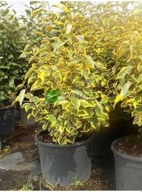 Resim Videolu Süs Iğdesi Fidanı 1 Adet 60-80Cm Saksılı (Silverberry) 