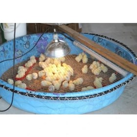 Resim Cekar Store Tnyvet Şeffaf Renk/ınfrared Civciv, Buzağı, Kuzu Isıtıcı Lamba - Ampul 250 Watt 