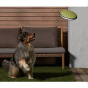 Resim Köpekler İçin Frizbi 