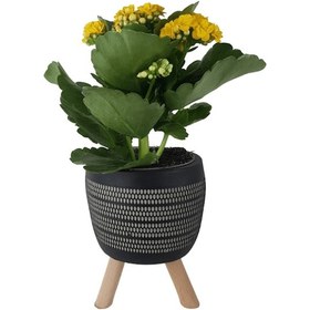 Resim Sarı Kalanşo Siyah Damla Saksıda Kalanchoe 