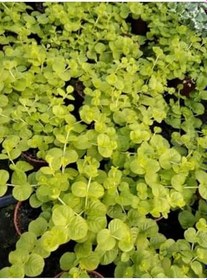 Resim Çiçek Açan Sarı Kız Altın Kolye Çiçeği 1 Adet 20-40Cm (Lysimachia Nummularia) 