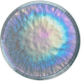 Resim Fecra Bella 6'lı Pasta Tabağı Seti 21 Cm Asorti 