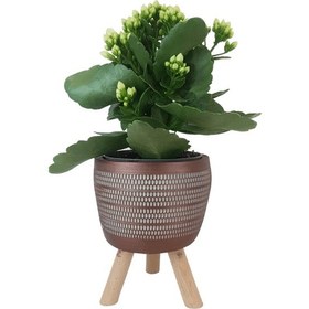 Resim Beyaz Kalanşo Kiremit Rengi Damla Saksıda Kalanchoe 