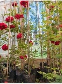 Resim Videolu Kırmızı Sarmaşık Gül Fidanı Kokulu (90 140 Cm)1 Adet Tüplü Aşılı Gül Red Rose 