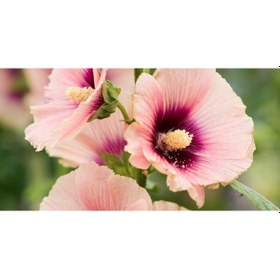 Resim Gülhatmi Alcea Rosea 50-70 Cm 