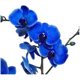 Resim Phalaenopsis Blue (Mavi Orkide)12 CM 70-80 CM 