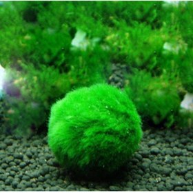 Resim Marimo - Şans Yosunu ( Moss Ball | Canlı Yosun Topu) 2-3 Cm 