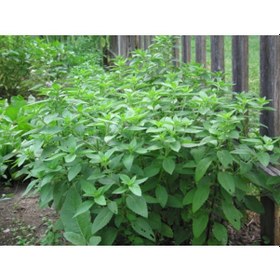 Resim Limonlu Fesleğen Tohumu 100+ Tohum N113532 