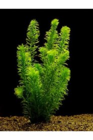 Resim 5 Kök Dal 15-25 Cm Canlı Akvaryum Bitkisi Elodea Densa Canlı Bitki 