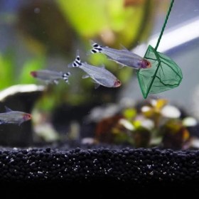 Resim MCM Group Akvaryum Balık Kepçesi 12 Cm. 